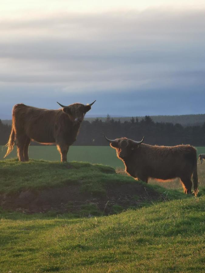 Hillhaven Bed &Breakfast Bed & Breakfast Fortrose Eksteriør bilde